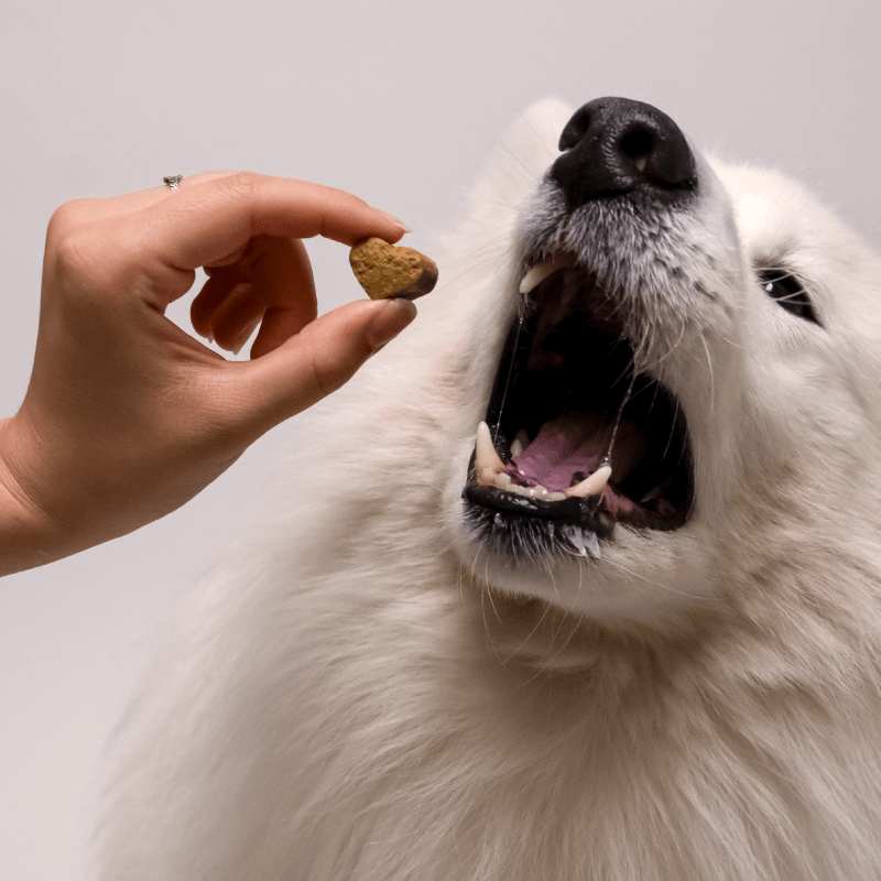 Allergy CBD Pet Treats