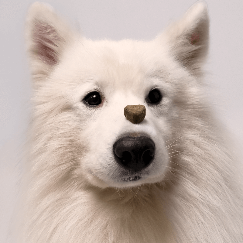 Omega CBD Pet Treats