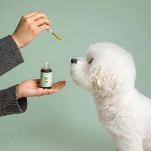 Full Spectrum Organic Pet CBD Oil - Large Animals