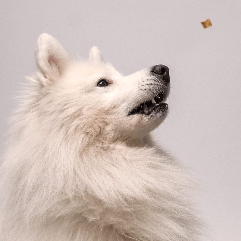 Mobility CBD Pet Treats