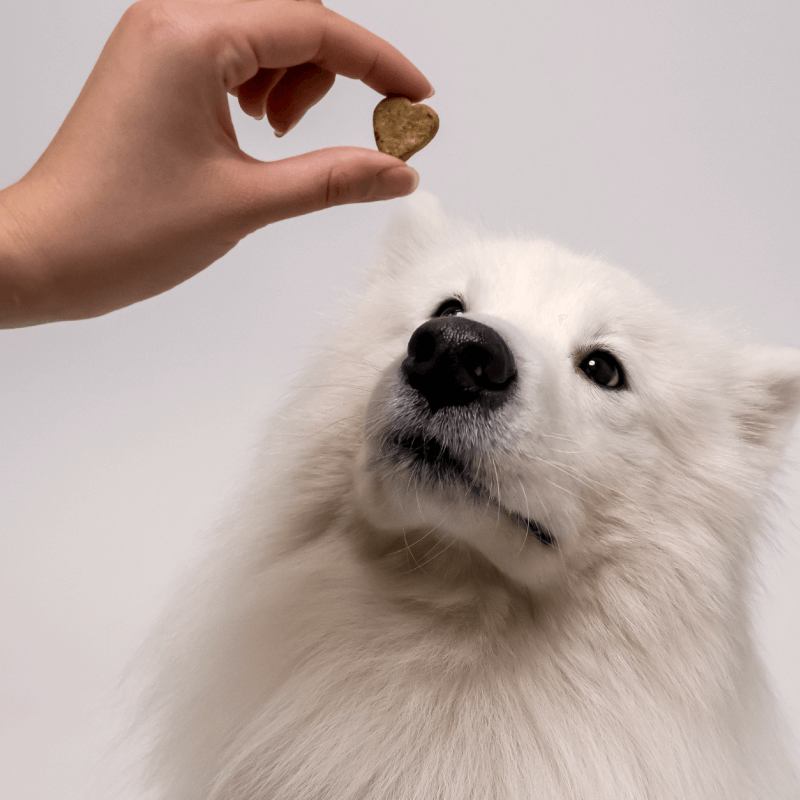 Probiotic CBD Pet Treats